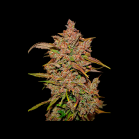 Fast Buds Crystal M.E.T.H. | Auto | 3er