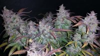 Fast Buds Fastberry | Auto | 10er