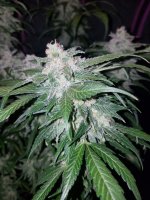 Fast Buds Tangie Matic | Auto | 10er