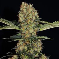 Paradise Seeds Blue Kush Berry | Tommy Chongs collection...