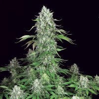 Paradise Seeds Dutch Dragon | Fem | 10er