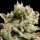 Paradise Seeds Dutch Dragon | Fem | 10er