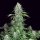 Paradise Seeds Dutch Dragon | Fem | 10er