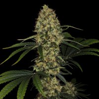 Paradise Seeds L.A. Amnesia | Tommy Chongs collection | Fem | 10er