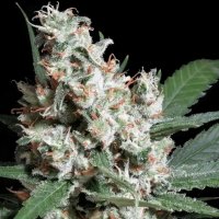 Paradise Seeds L.A. Amnesia | Tommy Chongs collection | Fem | 5er