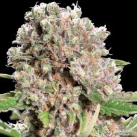 Paradise Seeds Mendocino Skunk | Tommy Chongs collection | 50er - auf Bestellung