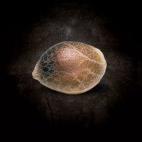 Paradise Seeds Nebula | Fem | 10er