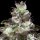 Paradise Seeds Original White Widow | Fem | 5er