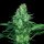 Paradise Seeds Original White Widow | Fem | 5er