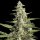 Paradise Seeds Pandora | Auto | 3er