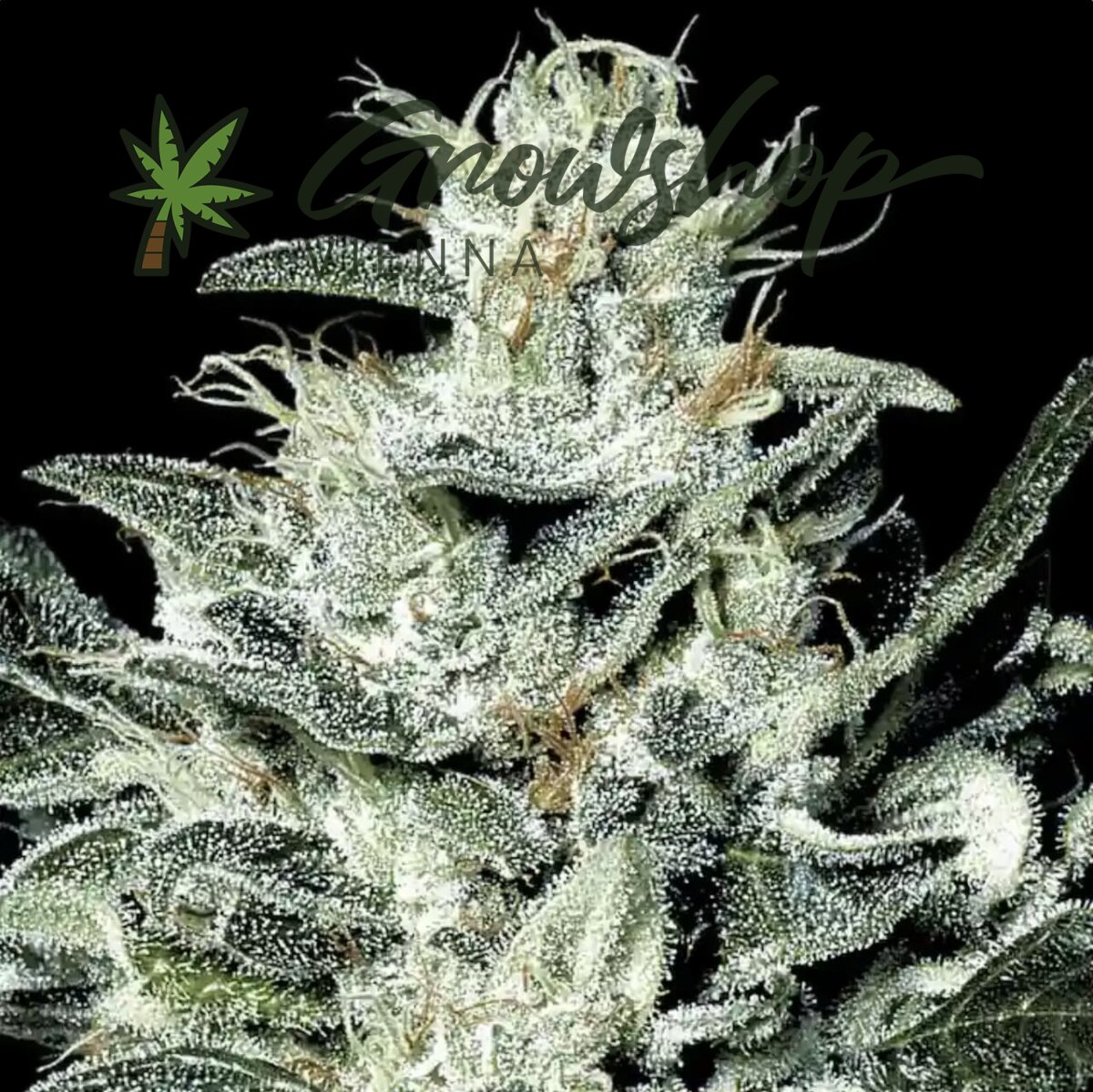 Paradise Seeds Sensi Star | Fem | 5er - Growshop Vienna | Hanfstecklinge |  Stecklinge Wien | Dnger & Zubehr