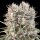 Paradise Seeds Wappa | Fem | 5er