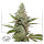 Dutch Passion Amsterdam Amnesia | Fem | 100er