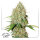 Dutch Passion Auto Brooklyn Sunrise | Auto | 100er