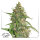 Dutch Passion Auto CBD Compassion Lime | Auto | 7er