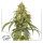 Dutch Passion Auto CBD Victory | Auto | 7er