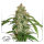 Dutch Passion Auto CBD White Widow | Auto | 7er