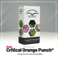Dutch Passion Auto Critical Orange Punch | Auto | 3er