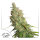 Dutch Passion Auto Desfrán | Auto | 100er