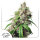 Dutch Passion Auto Euforia | Auto | 3er