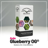 Dutch Passion Auto Glueberry O.G. | Auto | 100er