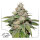Dutch Passion Auto Mokums Tulip | Auto | 100er
