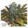Dutch Passion Californian Orange | Fem | 100er