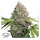 Dutch Passion CBD Charlottes Angel | Fem | 3er