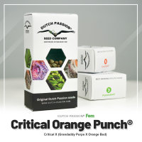 Dutch Passion Critical Orange Punch | Fem | 100er