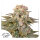 Dutch Passion C-Vibez | Fem | 5er