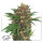 Dutch Passion Masterkush | Fem | 5er