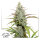 Dutch Passion Mokum´s Tulip | Fem | 5er