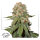 Dutch Passion Orange Bud | Fem | 100er