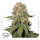 Dutch Passion Orange Bud | Fem | 5er