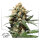 Dutch Passion Orange Hill Special | Fem | 100er