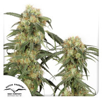 Dutch Passion Pamir Gold | Fem | 100er
