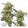 Dutch Passion Pamir Gold | Fem | 5er