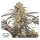 Dutch Passion Passion Fruit | Fem | 5er
