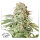 Dutch Passion Power Plant | Auto | 3er
