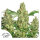 Dutch Passion Power Plant | Fem | 10er