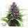 Dutch Passion Shaman | Reg | 10er