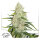 Dutch Passion Think Big | Auto | 3er