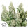 Dutch Passion Think Different | Auto | 3er