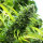 Humboldt Seeds Banana Sapphire | Fem | 3er