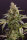 Humboldt Seeds Chem Bomb | Auto | 10er