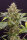 Humboldt Seeds Chocolate Mint OG | Auto | 10er