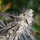 Humboldt Seeds Florida Gaspack | Fem | 10er