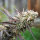 Humboldt Seeds Ice Cream Cake Fast Flowering | Fem | 5er