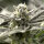 Humboldt Seeds OGKZ | Fem | 3er