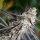 Humboldt Seeds Peanut Butter Breath Fast Flowering | Fem | 10er